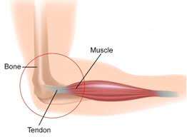 Furthermore, it protects the vital organs and provides strength to the muscle. Course Environmental Science Class 5 Topic Bones And Muscles