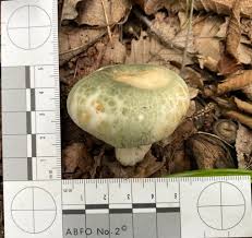 Image result for Russula sp