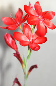 Image result for Hesperantha longicollis