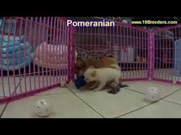 Check spelling or type a new query. Pomeranian Puppies For Sale In Florence Al 08 2021