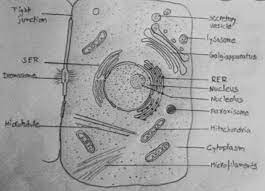 Cell membrane is made up of lipids and proteins and forms a barrier between the extracellular liquid. Draw An Outline Diagram Of An Animal Cell Label The Different Parts Brainly In