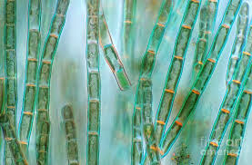 Image result for Alinula sp.