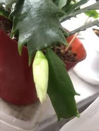 The difference between christmas cactus and thanksgiving cactus (with pictures). 150 Christmas Cactus Ideas Christmas Cactus Cactus Easter Cactus