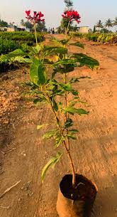 Image result for Jatropha curcas