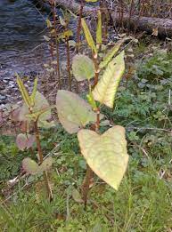 Here you may to know how to destroy japanese knotweed. Hedges Becoming Overrun With Japanese Knotweed In Areas Agriland Ie