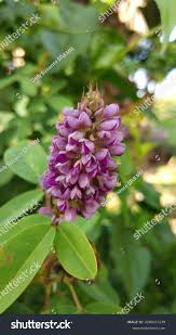 Image result for Lonchocarpus