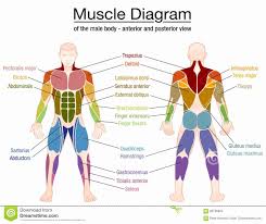 Ear chart anatomy study worksheets. Muscle Anatomy Chart Lovely Muscle Diagram Male Body Names Stock Vector Illustration Muscle Diagram Human Body Muscles Muscle Contraction Steps