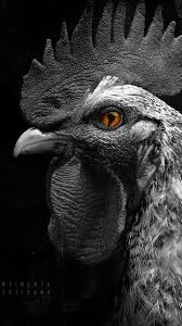 We would like to show you a description here but the site won't allow us. Atletico On Twitter Segura Esse Wallpaper Massa Dia De Jogo Do Galo Na Libertadoresbr E Dia De Espalhar As Nossas Tags Continenteatleticano Maiortorcidademinas Aquiegalo Euacredito Https T Co Qodtkugrhn