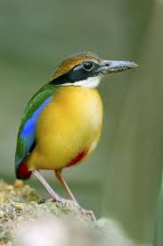 Black Bird With Orange Shoulders Clock Out From Misery 5pecies Mangrove Pitta Bird Species Colorful Birds Beautiful Birds