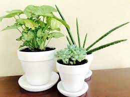 Decorating terra cotta pots in an easy way to add color to your plantings! How To Spray Paint Terracotta Pots For A White Ceramic Look Puppies And Puddles