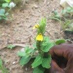 Image result for Justicia flava