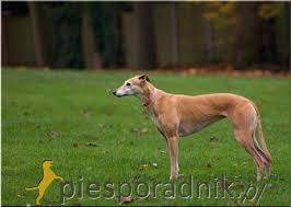 Greyhound Wszystko O Rasie Piesporadnik Pl