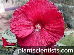 Yes no was this document useful for you? Garden Hibiscus Menanam Dan Pengeluaran Semula Foto Penanaman Dan Penjagaan Jenis Dan Gred