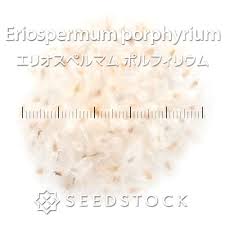 Image result for Eriospermum porphyrium