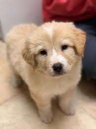 The golden retriever rescue for golden retriever. Puppies Found In Target Parking Lot In Racine Battling Parvovirus Local News Journaltimes Com