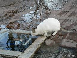 Istanbulun Kedileri Beyazit Meydani Goruntuler Ile Istanbul Kedi Fotograf