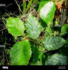 Image result for Curtisia dentata