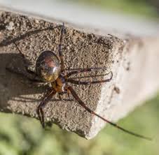 Er lebt vorwiegend im südwesten und im nordosten des landes. Giftigste Spinne Der Welt In Deutschland Ammen Dornfinger Spinne Giftige Spinne Breitet Sich In Deutschland Aus Wissen Stuttgarter Nachrichten Die Giftigste Spinne Der Welt Wurde In Einer Bananenkiste Entdeckt Foto
