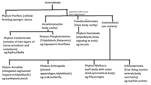 Flow Chart Showing Invertebrates In Animal Kingdom Based On