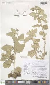 Image result for Solanum campylacanthum 'incanum type'