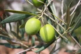 La Qualite De L Huile D Olive Et Sa Teneur En Polyphenols