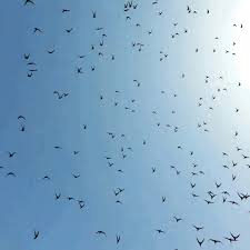 Animated Birds Flying In The Sky Gif Https Encrypted Tbn0 Gstatic Com Images Q Tbn 3aand9gcrie9n2blswznday2gv3jciqskepowbnpy Ea Usqp Cau