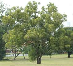 Tanaman jenis perennial lebih cocok untuk ditanam di rumah karena tidak memerlukan banyak usaha dalam proses menanam. Idea Pokok Teduhan Sesuai Untuk Halaman Rumah Anda Encikshino Com