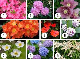 Trial and error may be key shade loving plants. Shade Plants For Small Gardens Flower Power