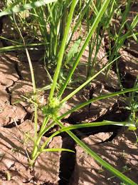 Image result for Courtoisina cyperoides