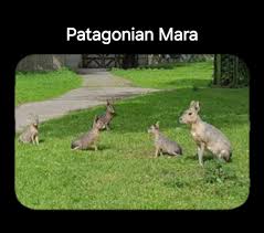 Image result for Dolichos junodii