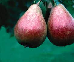 Image result for Pycreus pauper