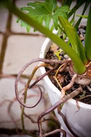 Conjure A Jungle In A Pot Philodendron Plant Philadendron Plant House Plant Care