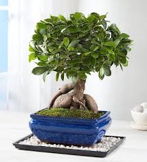 Ginseng Grafted Ficus In 2020 Plants Ficus Ficus Ginseng Bonsai