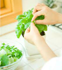 Is It Safe To Consume Tulsi Holy Basil During Pregnancy