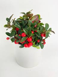 Image result for Ardisia staudtii