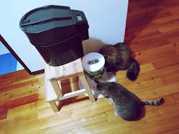To stop grinding teeth when you are suffering from stress or anxiety requires you to learn to manage and release your stress. Watch Out For Teeth Grinding In Cats It S A Subtle Sign There S Trouble