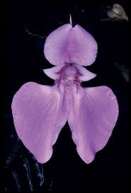 Image result for Impatiens zombensis