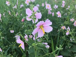 Image result for Kosteletzkya adoensis