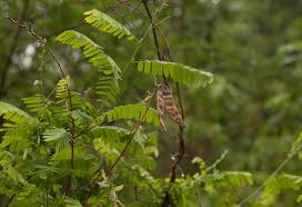 Image result for Abrus fruticulosus