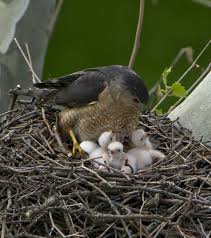 Unknown Birds Outside My Window Male Cooper S Hawk With 3 Chicks Cooper S Hawk Beautiful Birds Bird Nest