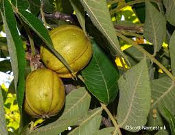 Image result for Carya