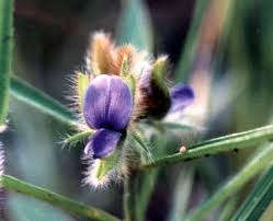 Image result for Sphaeranthus gazaensis