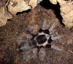 Image result for Cadaba natalensis