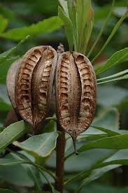 Rhododendron Seed Pods By Goodwisj With Images Seed Pods Seeds Rhododendron