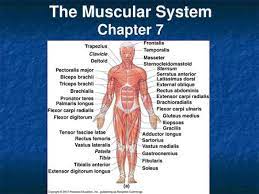 The Muscular System Chapter Ppt Video Online Download
