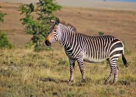 Zebras have black and white stripes that are typically vertical on the head, neck, forequarters, and main body, with horizontal stripes at the rear and on the legs of the animal. 60 Zebra Facts For Animal Lovers And Africa Travelers All 3 Species Storyteller Travel