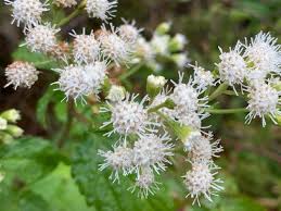 Image result for Criscianthus