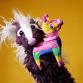 Party Animals by Sarah Nolen of Puppet Motion — - Puppet Showplace Theater, 32 Station St Event Image