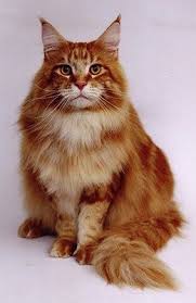 Find the perfect maine coon cat walking stock photos and editorial news pictures from getty images. Pin On Maine Coon Cats