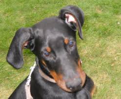 Danach wachsen meist jedoch noch sein brustkorb und sein kopf. Ohren Tapen Beim Dobermann Ja Oder Nein Hund Welpen